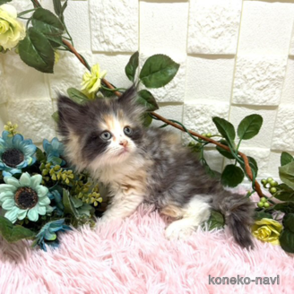 販売中の埼玉県のスコティッシュフォールド-117568の3枚目